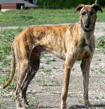 Lancelot