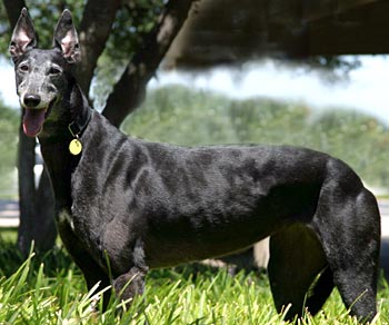 Maya