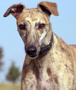 Missie