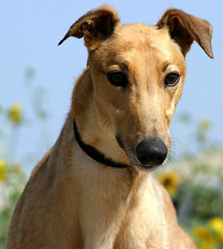 Mo