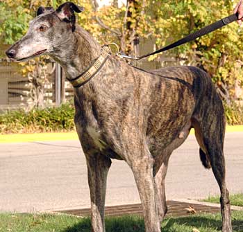 Morris