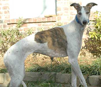 Nellie