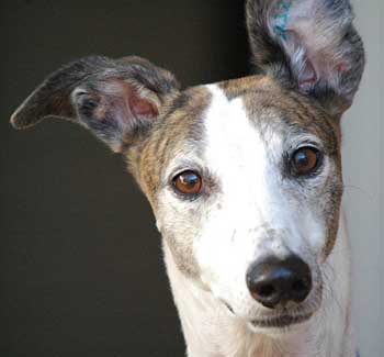 Nellie