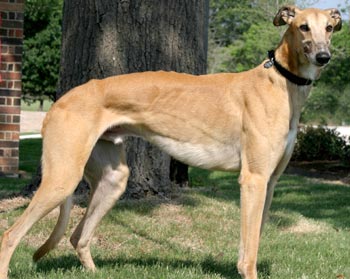 Obie