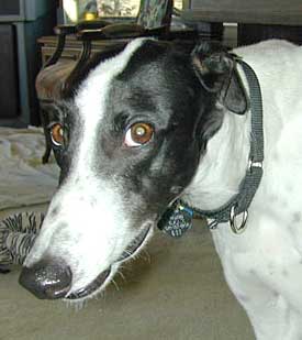 Ozzie