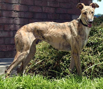 Penny Lane