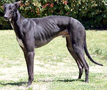 Pepper