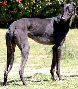Pepper