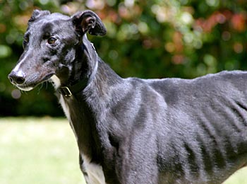 Pepper