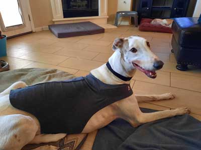 greyhound thundershirt