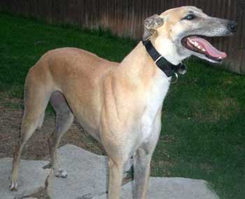 Prancer
