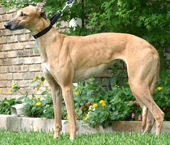 Prima