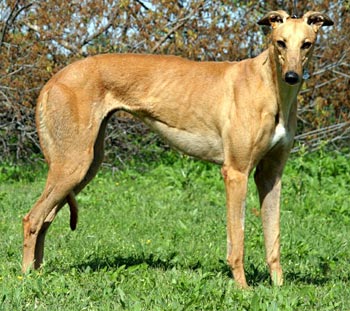 Rusa