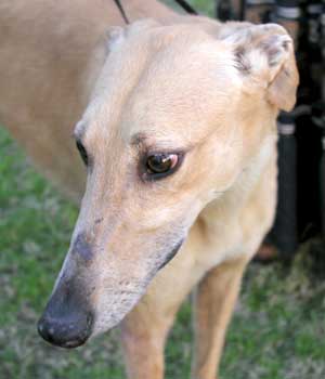 Sable