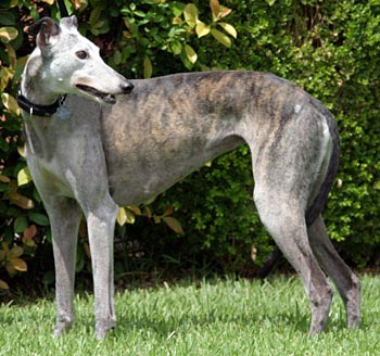 Sheba