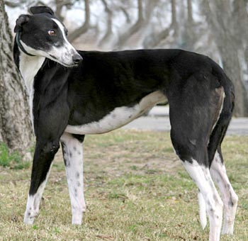 Shiloh