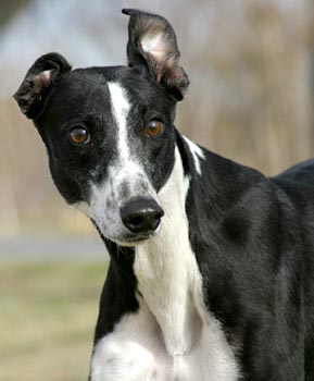 Shiloh