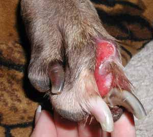 Sloan's Toe