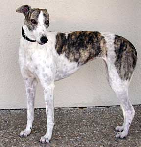 Spangle