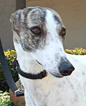 Spangle
