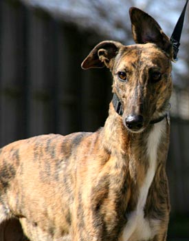 Sybil