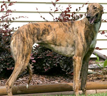 Sybil