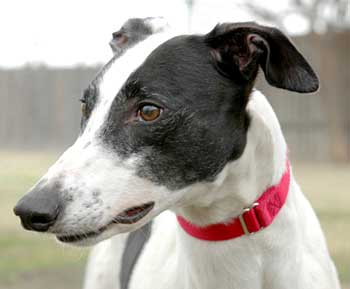 Tensie
