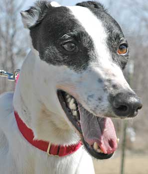 Tensie
