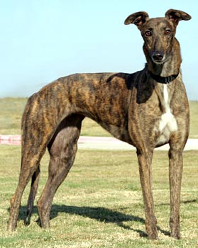 Tess