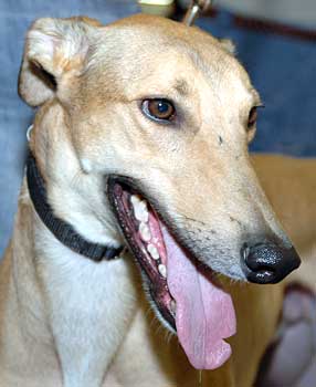 Tim