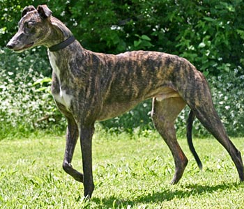 Turbo Tim