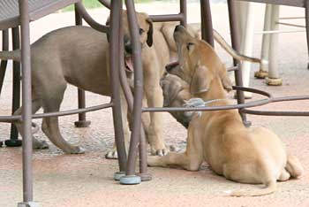 Puppies
