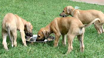 Puppies