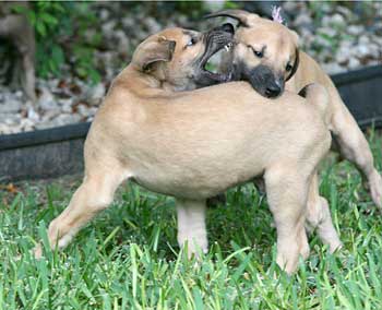 Puppies