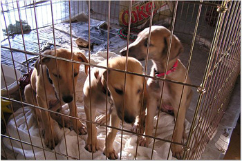 Trixie's puppies