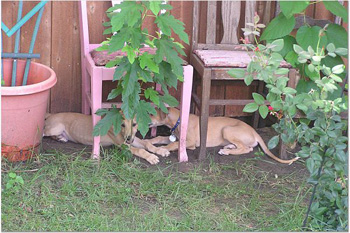 Trixie's puppies
