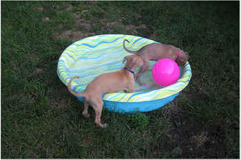 Trixie's puppies